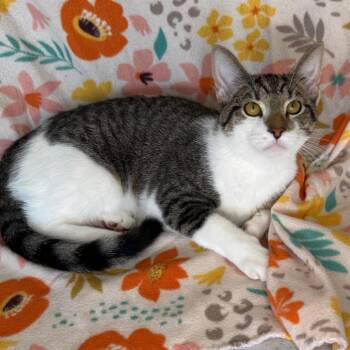 Brad -  Domestic Short Hair Cat for Adoption in Mount Vernon, Illinois - Brad | PetCurious