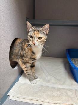 Freyja -  Domestic Short Hair Cat for Adoption in Liverpool, New York - Freyja | PetCurious