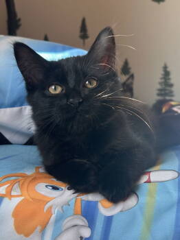 Rescue Domestic Short Hair Cats for Adoption - Marlo | PetCurious