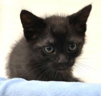 Winstin -  Domestic Short Hair Cat for Adoption in Thief River Falls, Minnesota - Winstin | PetCurious