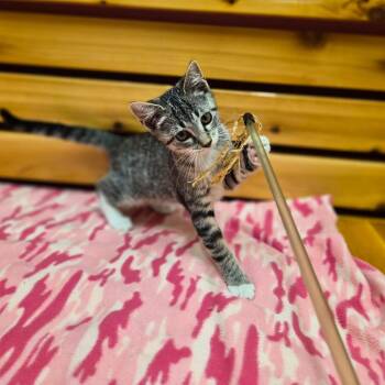Nova -  Domestic Short Hair and Mixed Breed Cat for Adoption in Woodstock, Illinois - Nova | PetCurious