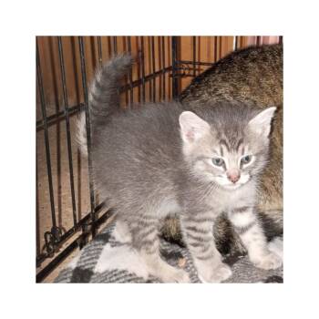 Liliac 3 (I) -  Domestic Short Hair Cat Available for Adoption in Liberty, New York - Liliac 3 (I) | PetCurious