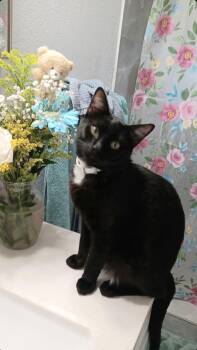 Domestic Short Hair Cats Available for Adoption - Oreo | PetCurious