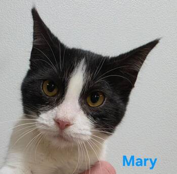 Mary -  Domestic Short Hair Cat for Adoption in Cloquet, Minnesota - Mary | PetCurious
