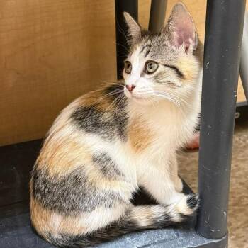 Zoey -  Domestic Short Hair Cat for Adoption in Los Angeles, California - Zoey | PetCurious