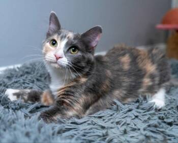 Calico Cats Available for Adoption - S