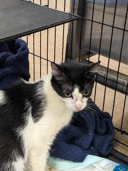 Hermosa -  Domestic Short Hair Cat for Adoption in Cincinnati, Ohio - Hermosa | PetCurious
