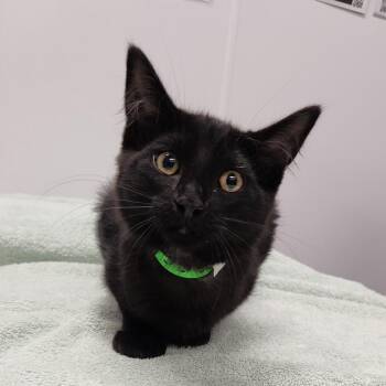 Macy -  Domestic Medium Hair Cat for Adoption in Fort Wayne, Indiana - Macy | PetCurious