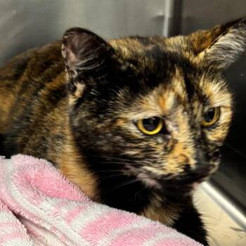 LVH-Wildlife-14896 -  Domestic Short Hair Cat for Adoption in Allentown, Pennsylvania - LVH-Wildlife-14896 | PetCurious