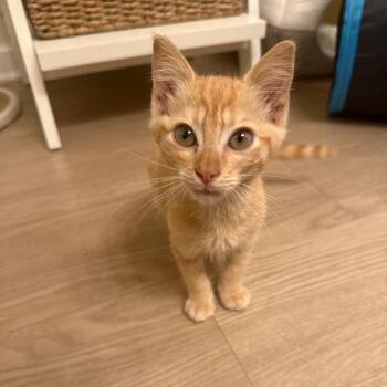TRIP -  Domestic Short Hair Cat for Adoption in Long Beach, California - TRIP | PetCurious