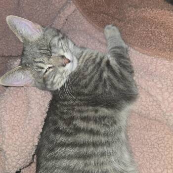 Rescue Tabby Cats for Adoption in Midland, Michigan - Joe | PetCurious