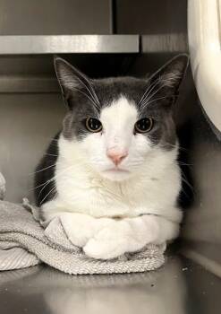 Rescue Domestic Short Hair Cats for Adoption in Twinsburg, Ohio - Pitbull | PetCurious