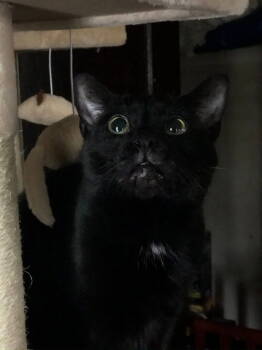 Rescue Domestic Short Hair Cats for Adoption in Cleveland, Ohio - COURTESY POST: Benny | PetCurious