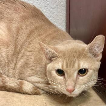 Domestic Short Hair Cats Available for Adoption in Lakeland, Florida - Dewey | PetCurious