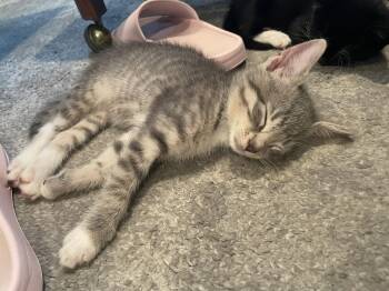 Norma -  Domestic Short Hair Cat for Adoption in Philadelphia, Pennsylvania - Norma | PetCurious