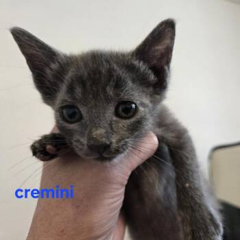 Cremini -  Domestic Short Hair Cat for Adoption in Spring Hill, Kansas - Cremini | PetCurious