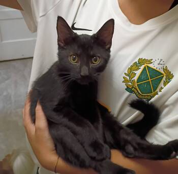 Bugle - snuggly & playful -  Domestic Short Hair Cat for Adoption in Hendersonville, Tennessee - Bugle - Snuggly & Playful | PetCurious