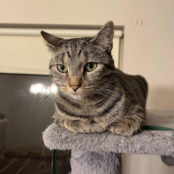 Rescue Domestic Short Hair Cats for Adoption in New Berlin, Wisconsin - Ashton | PetCurious