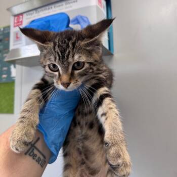 Domestic Short Hair Cats Available for Adoption in Columbiana, Alabama - Macy | PetCurious