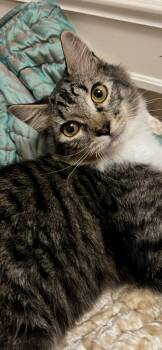 Domestic Long Hair Cats Available for Adoption - Velvet | PetCurious