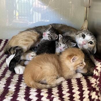 Rivit -  Domestic Short Hair Cat for Adoption in Abilene, Texas - Rivit | PetCurious