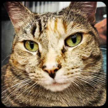 Cher -  Domestic Short Hair Cat for Adoption in New York, New York - Cher | PetCurious