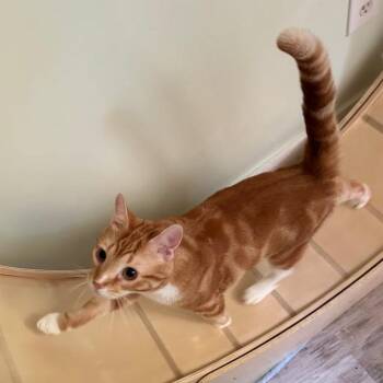 Nandoor -  Domestic Short Hair Cat for Adoption in Greensburg, Pennsylvania - Nandoor | PetCurious
