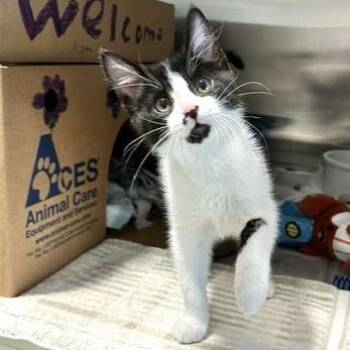 McIntosh -  Domestic Short Hair Cat for Adoption - McIntosh | PetCurious