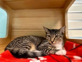 Domestic Short Hair Cats Available for Adoption in Cape Coral, Florida - Audrie | PetCurious