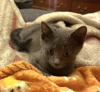 Rescue Domestic Short Hair Cats for Adoption in Washington, Pennsylvania - Pippin | PetCurious
