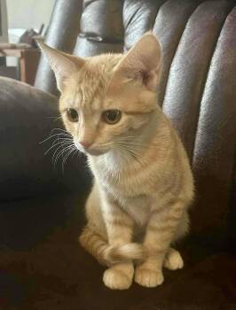 Rescue Domestic Short Hair Cats for Adoption in Raeford, North Carolina - Colby Jack