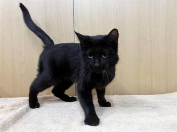 Domestic Short Hair Cats Available for Adoption in Brentwood, Missouri - SHELLEY | PetCurious