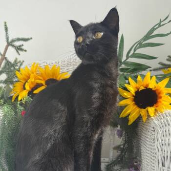 Pow wow 56630 -  Domestic Short Hair Cat for Adoption in Eaton Rapids, Michigan - Pow Wow 56630 | PetCurious