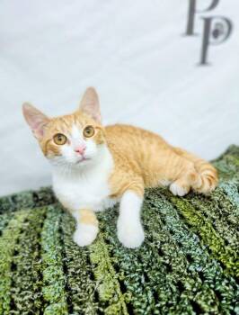Benny -  Domestic Short Hair Cat for Adoption in Social Circle, Georgia - Benny | PetCurious