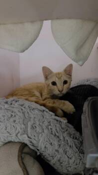 Goober (at Pounce Cafe) -  Domestic Short Hair Cat for Adoption in Charleston, South Carolina - Goober (at Pounce Cafe) | PetCurious