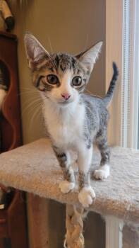 Rescue Domestic Short Hair Cats for Adoption in Greenwood, Indiana - Foxglove | PetCurious