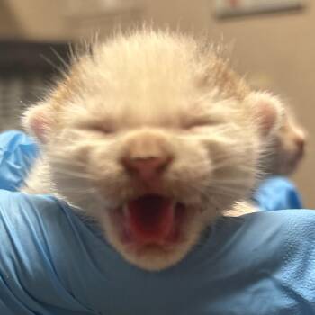 Domestic Short Hair Cats Available for Adoption in Yuma, Arizona - Bucky | PetCurious