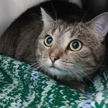 Cordon Bleu -  Domestic Short Hair Cat for Adoption in Winthrop, Maine - Cordon Bleu | PetCurious