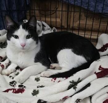 Domestic Short Hair Cats Available for Adoption - Mickey | PetCurious