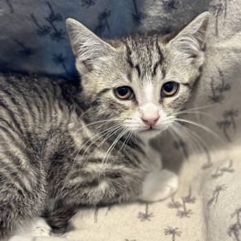 Gas -  Domestic Short Hair Cat for Adoption in Matteson, Illinois - Gas | PetCurious