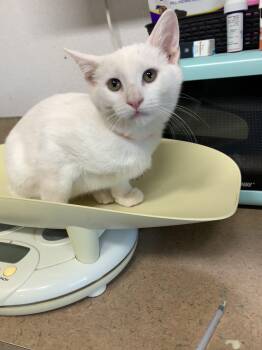 Rescue Domestic Short Hair Cats for Adoption in Bisbee, Arizona - Robin | PetCurious