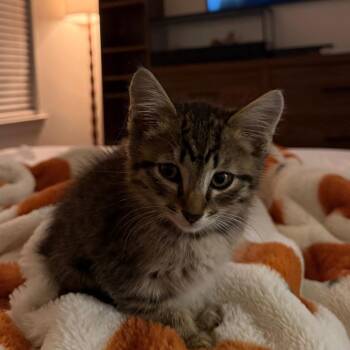 Domestic Medium Hair Cats Available for Adoption in Kyle, Texas - RAGNAR | PetCurious