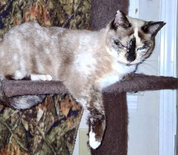 Shadow(LW) -  Siamese Cat for Adoption in Powdersville, South Carolina - Shadow(LW) | PetCurious