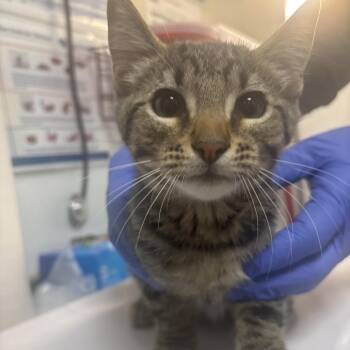 Cat Benatar -  Domestic Short Hair Cat for Adoption in Tulsa, Oklahoma - Cat Benatar | PetCurious