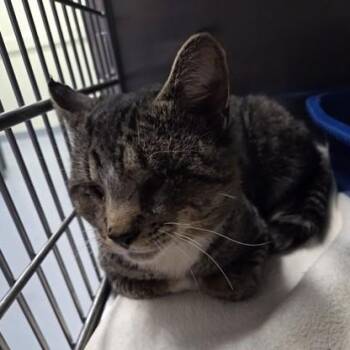 Domestic Short Hair Cats Available for Adoption - Buddy | PetCurious