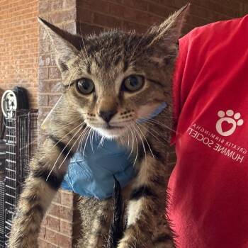 Grand -  Domestic Short Hair Cat for Adoption in Birmingham, Alabama - Grand | PetCurious