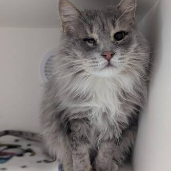 Nick Fury -  Domestic Long Hair Cat for Adoption in Salt Lake City, Utah - Nick Fury | PetCurious