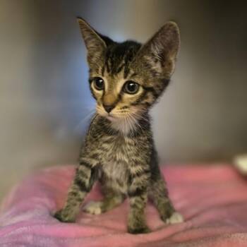 Buttercup -  Domestic Short Hair Cat for Adoption in Oakland, California - Buttercup | PetCurious