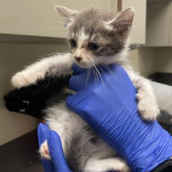 Odette -  Domestic Short Hair Cat for Adoption in Columbus, Georgia - Odette | PetCurious