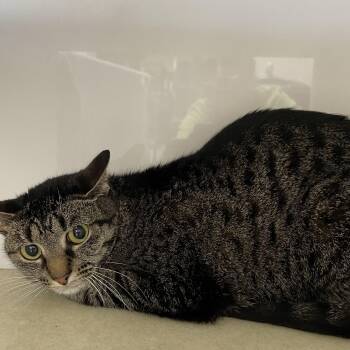 Rescue Domestic Short Hair Cats for Adoption in Heber Springs, Arkansas - Taliah | PetCurious